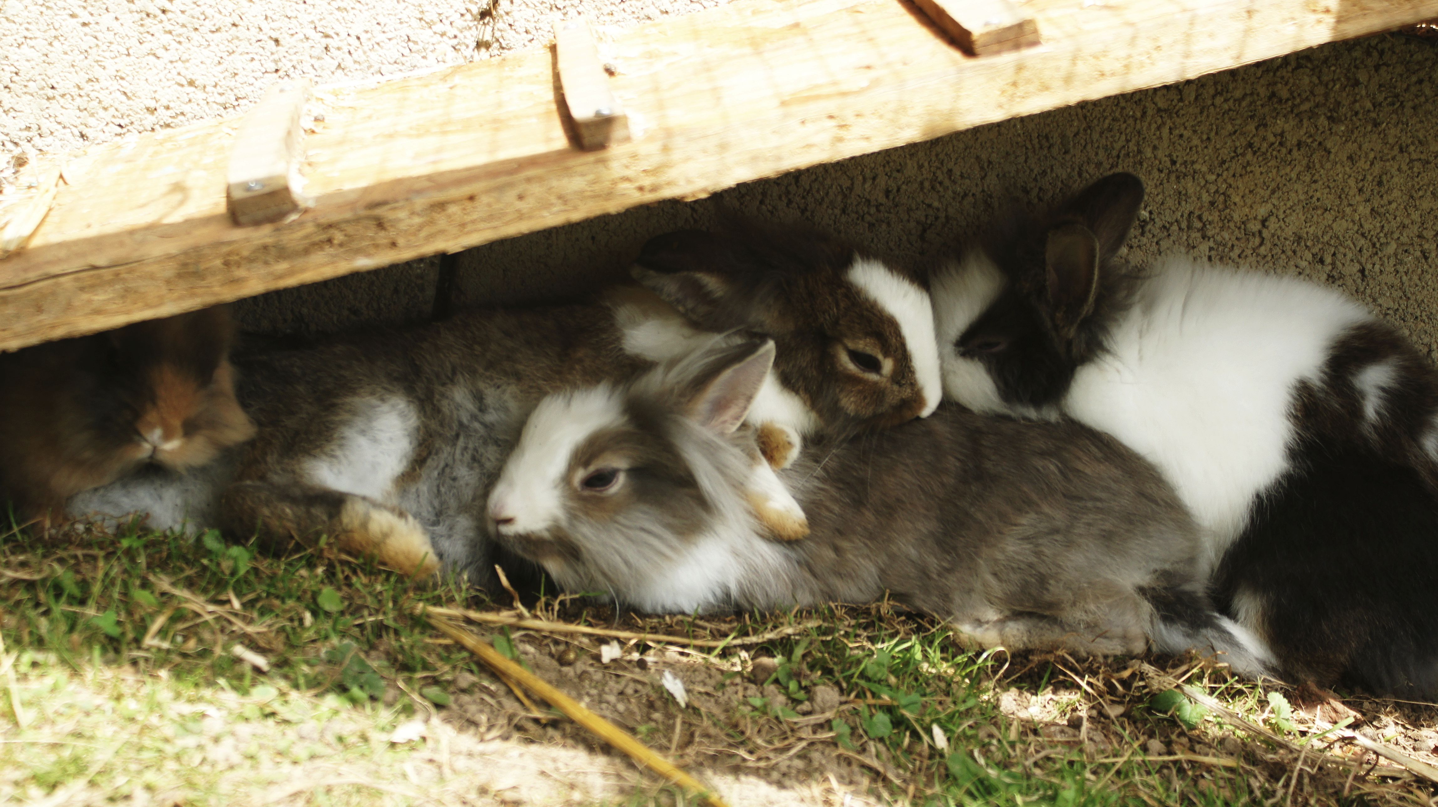 Bunny group cuddle