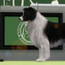 Sims 3 Border Collie - Rayon at the Premier Show