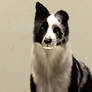 Blue Merle Sims 3 Border Collie - Reality's Maze