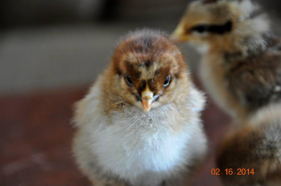 Cochin Roo by Sheltiegirl17 on DeviantArt