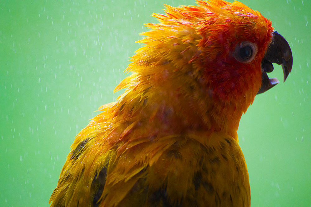 Smiggs #2 by ZonZ01 on DeviantArt