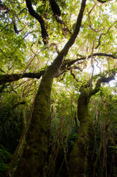 NZ Forest