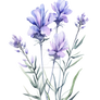 Watercolor Purple lavender flower