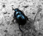 Dung Beetle by suphafly