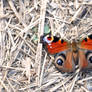 Peacock Butterfly II