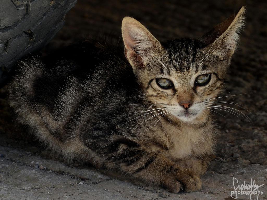 Little Kitty by suphafly