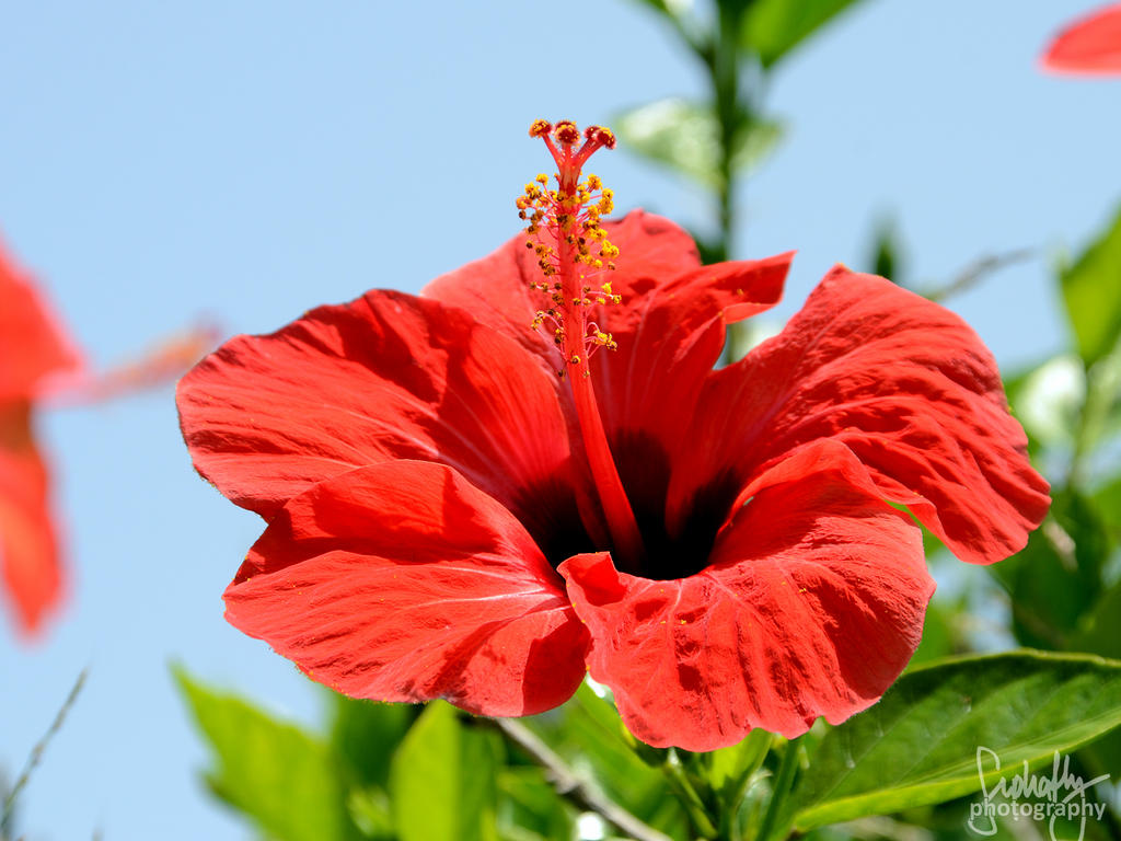 Hawaii 5.0 by suphafly
