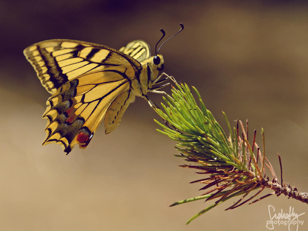 Yellow Swallowtail Butterfly by suphafly
