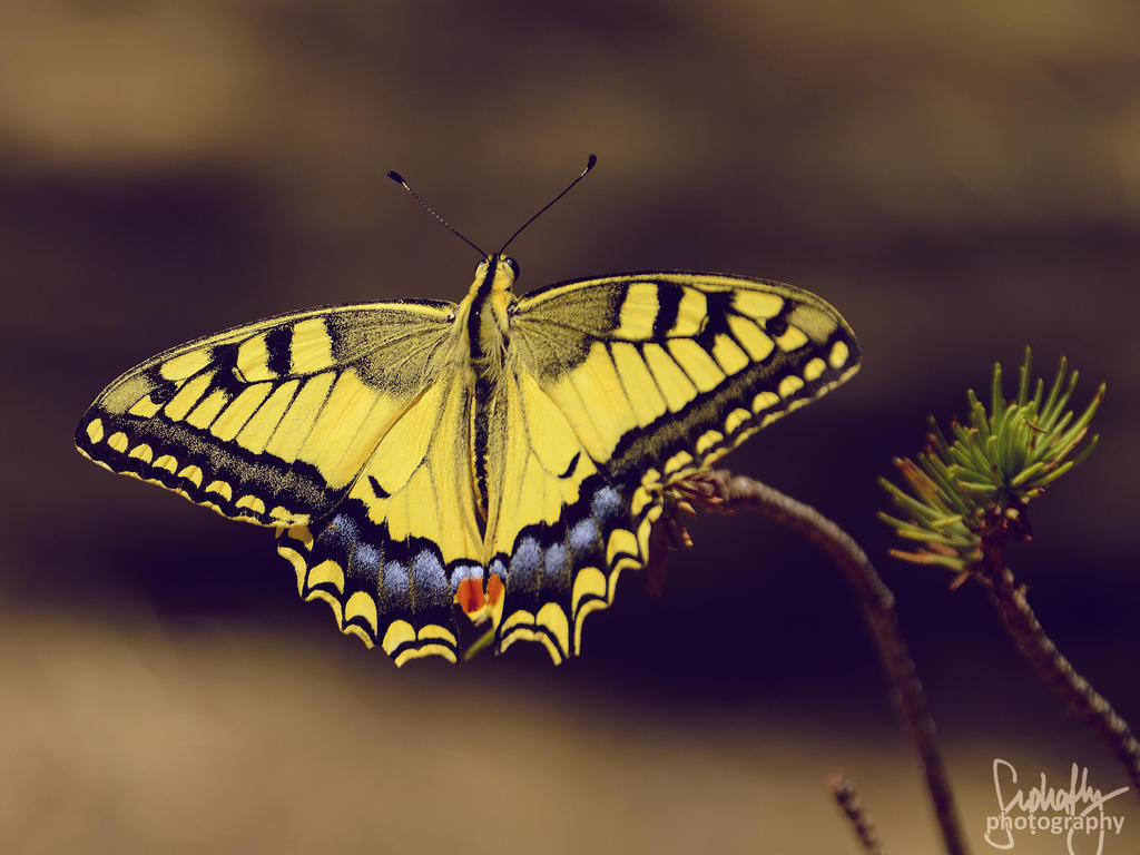 Yellow Swallowtail Butterfly II