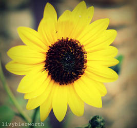 Southern Sunflower