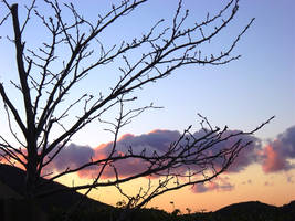 Sunset Silhouette