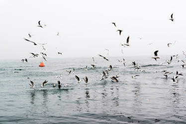 seagulls @bosphorus