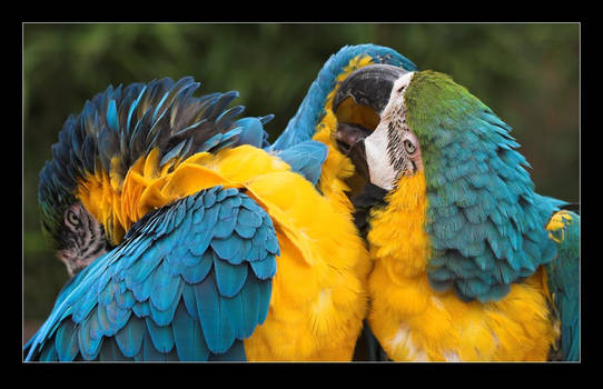 Macaws in Love