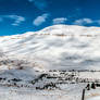 The cedars Lebanon