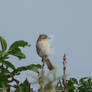 Observation Post