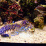 Blue Lobster