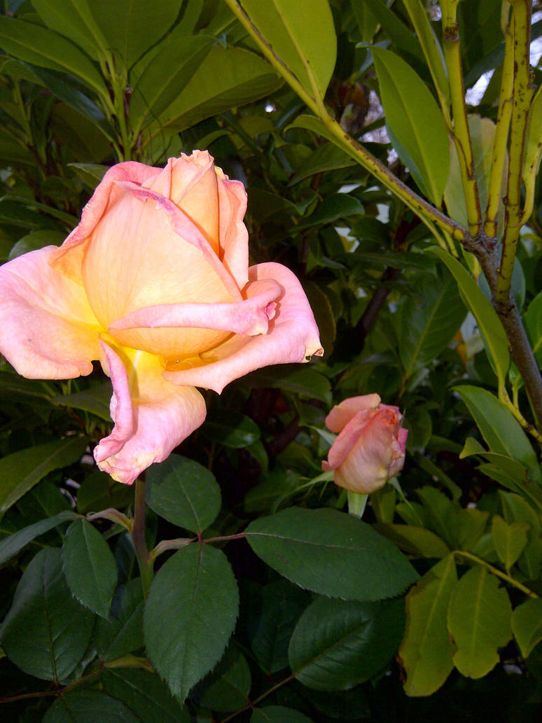 Dual Roses by KMKramer44 on DeviantArt