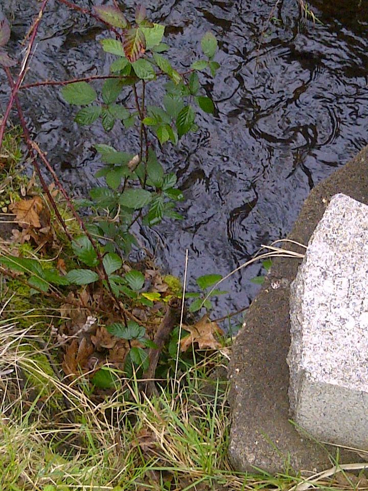 Water and blackberry vines