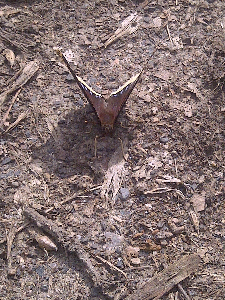 Butterfly preparing to attack the first time