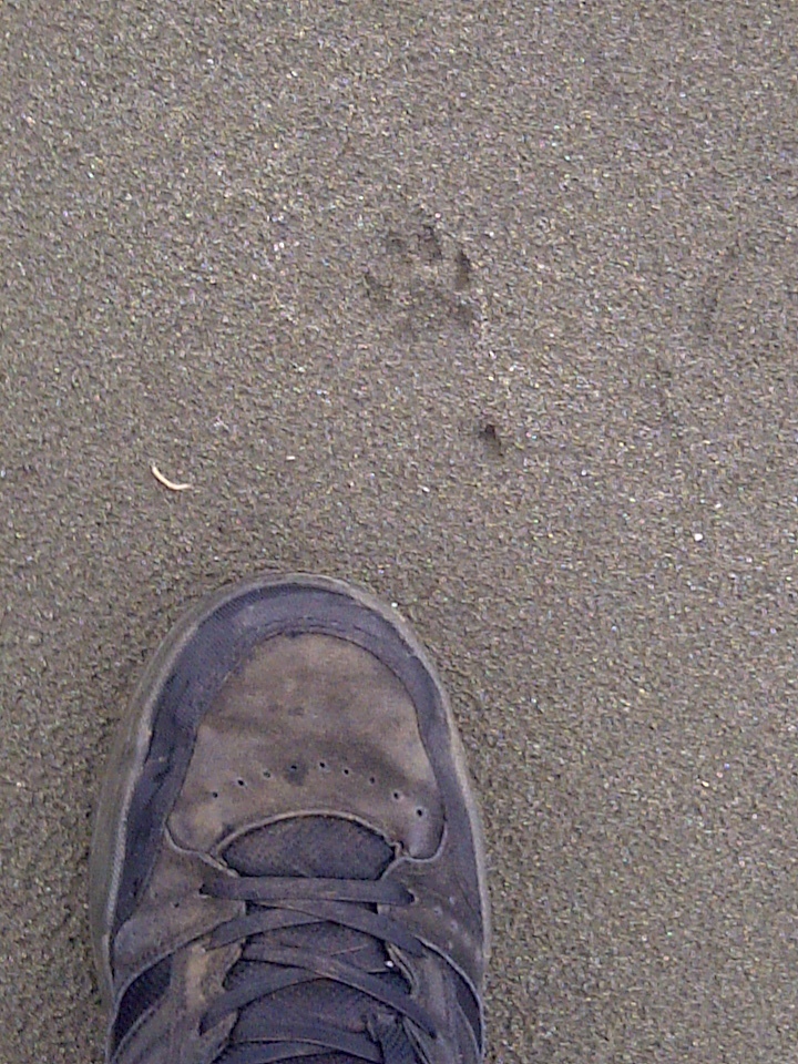 Paw Print Cmpaired the my shoe