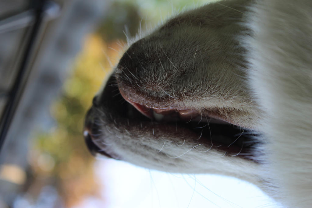 fluffy snout