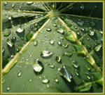 Wetted green III by moroka