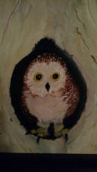 Little Owl