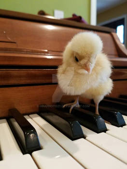 Pippin on the piano