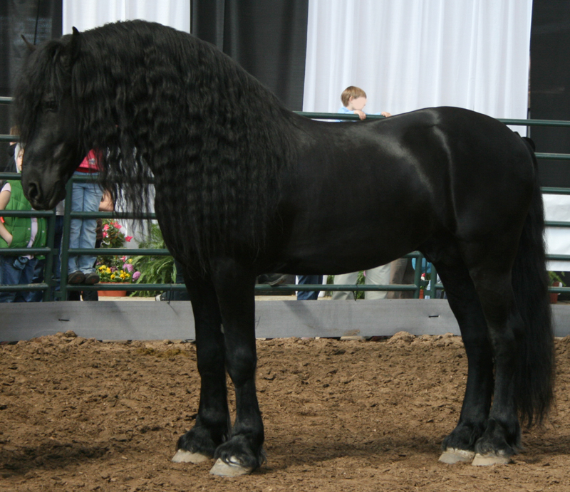 Friesian Stallion