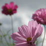 Clouds and flowers