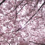 cherry blossoms