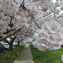 Cherry blossoms