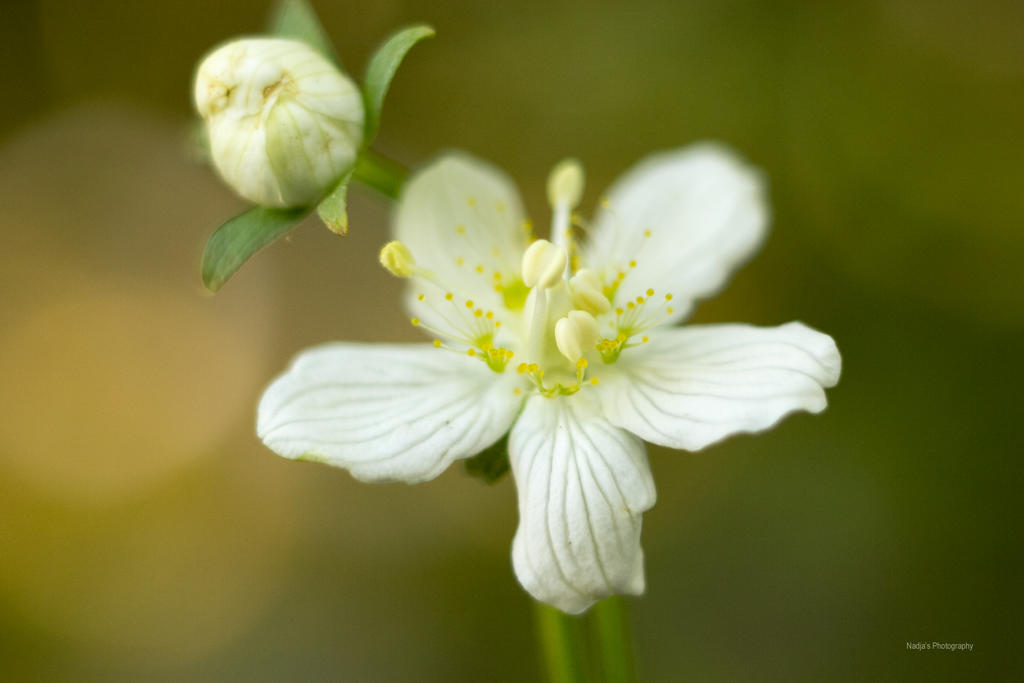 Parnassia palustris