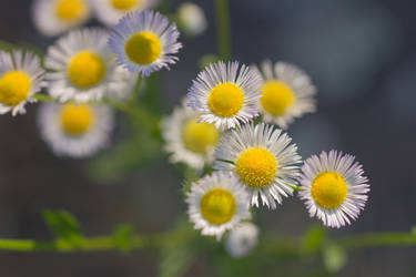 there's beauty in simplicity by elspeth-66