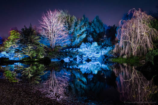 Botanical Garden at Night