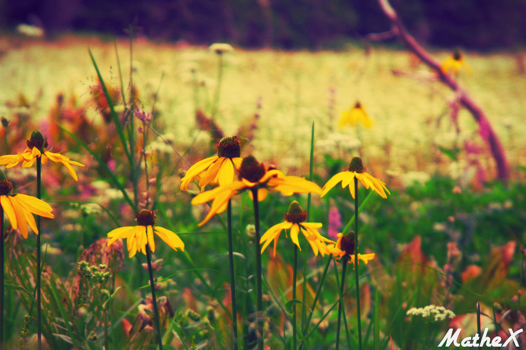 Flower field