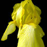 Yellow Flower