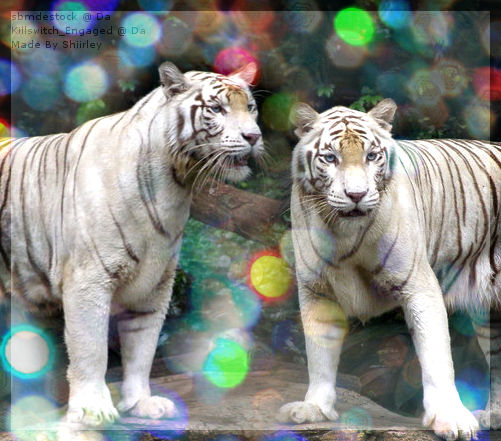 Tiger Blend In Tiger Blend 2 by xShiirley on DeviantArt