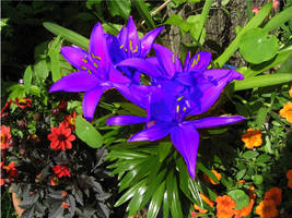 bluish violet lily