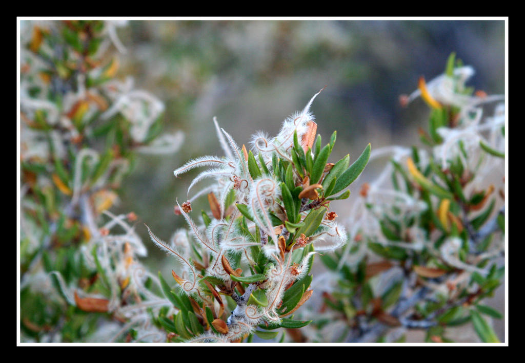 The Fuzzy Tree by greenwalled1 on DeviantArt