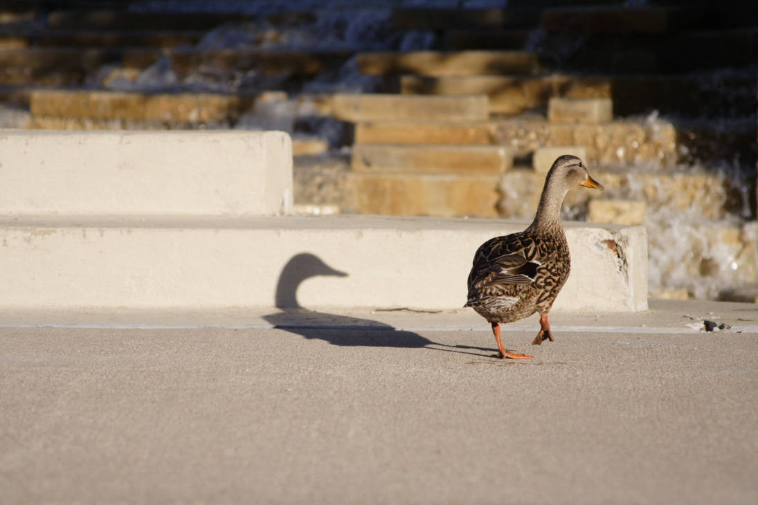 Shadow of a Duck by greenwalled1 on DeviantArt