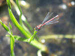 Dragonfly.. by auristus