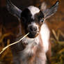 Cute Baby Goat