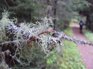 Bearded Moss - Bay of Fundy