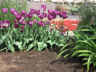 Violet Tulips