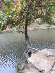 Tree by a river