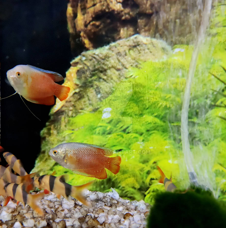 The World of Fish 1 by Tenel on DeviantArt