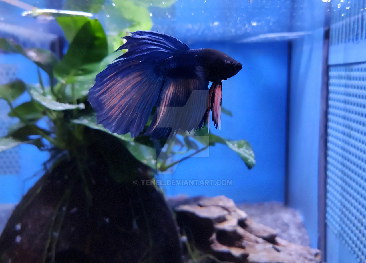 The World Of Fish 4 by Tenel on DeviantArt