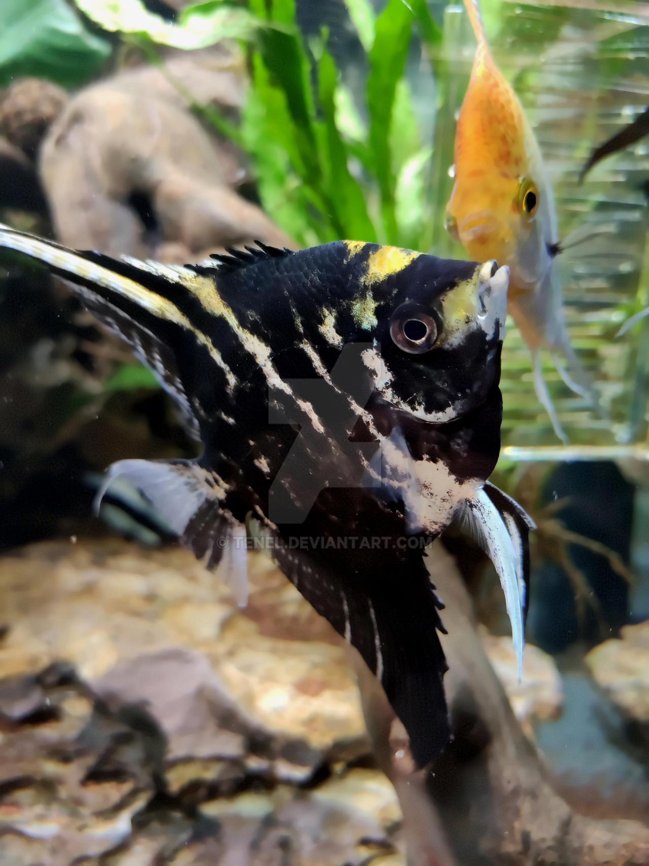 The World Of Fish 8 by Tenel on DeviantArt