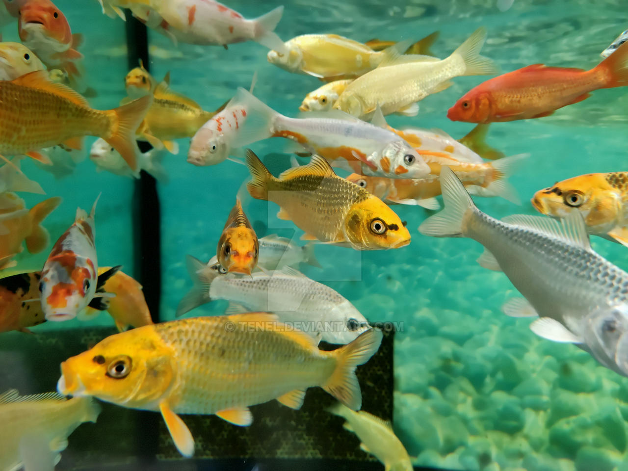 The World of Fish 22 by Tenel on DeviantArt